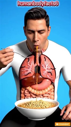 The Amazing Journey of Indomie in the Human Body