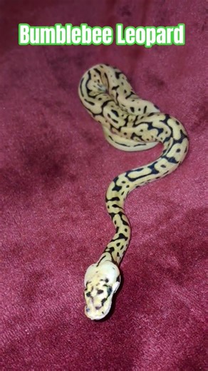 Bumblebee Leopard #bumblebee #leopard #ballpython #shortvideo #reptiles #python #shorts #short #ball