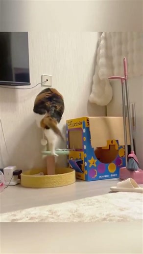 Kitten fails are way more iconic than kitten wins 🤭 #kitten #cat #fyp #viral #funnyvideos #Funny