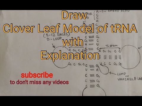 How to draw tRNA| Clover Leaf Model of tRNA| tRNA Diagram with Explanation.