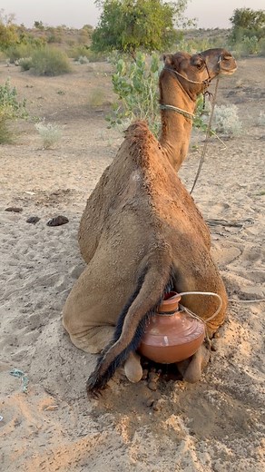 Traditional Desert Method: Cooling the Camel with Cold Water from an Earthen Pot In the intense desert heat, villagers use traditional techniques to keep their camels cool. They place an earthen water pot behind the camel and pour cold water to provide relief and comfort. These age-old practices show the deep bond between desert people and their animals. Like this video, follow Thar Karoonjhar, and share the reel to support real rural desert life. In the scorching desert heat, villagers use trad