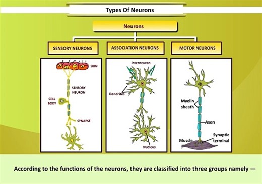 Types of Neurons