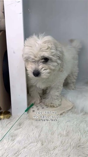 #강아지 #강아지쇼츠 #강아지무료분양 #목동강아지분양 #서울강아지분양 #puppy #꼬숑 #꼬숑분양