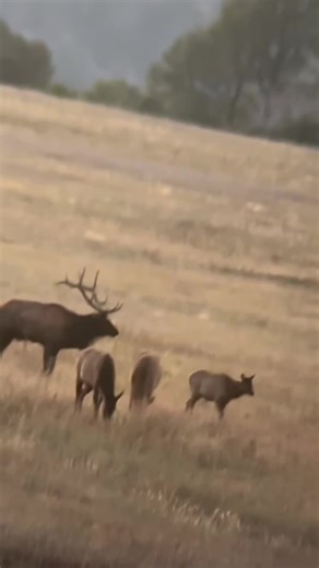 #elk #elkseason #hunting #elkhunting #newmexico #outdoors