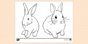Rabbit Colouring Page Printable