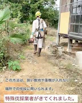 古民家再生日記。敷地内にある樹齢約60年の大木伐採の日。特殊伐採業者の作業は、まさしくツリークライミングの技術を使ったプロフェッショナルで、且つ流れるようにスムーズでした。大変お世話になりました。