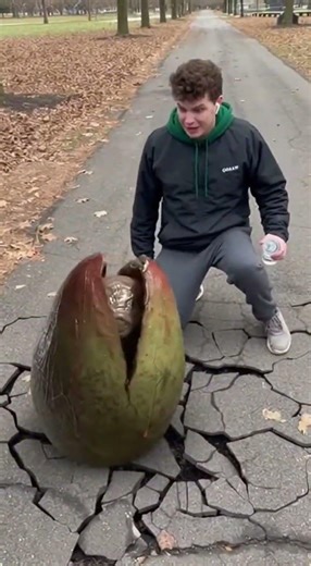 OMG 😱 A Real Alien Egg Fell in the Forest. #alien #unusualfindings #mystery