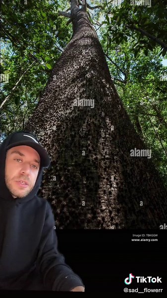 Exploding Sandbox Tree - A Toxic Botanical Wonder