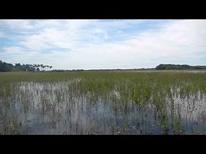 Florida Cricket Frog and Pig Frog Calling - Myakka River