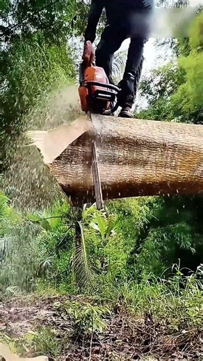 Bûcheron sur un tronc d’arbre la précision dans la foresterie #france
