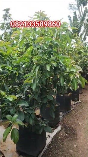 bibit alpukat unggul #fypyoutube #buah #shortvideo