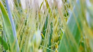 Green-gold ears of wheat in a field close-up. High-quality slow motion photography.