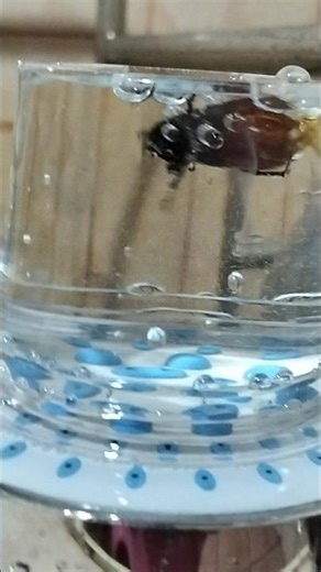 insect underwater dance