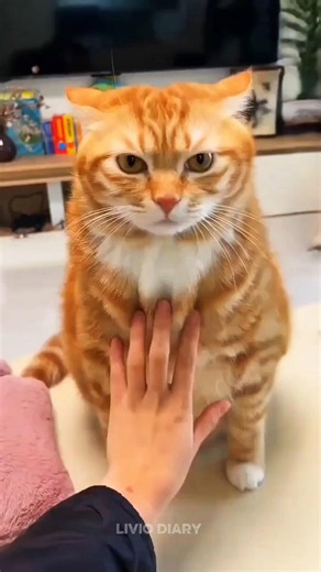 Watch the Orange Cat Take Over Every Breed 🐈 #cat #pets #foryou #shrots
