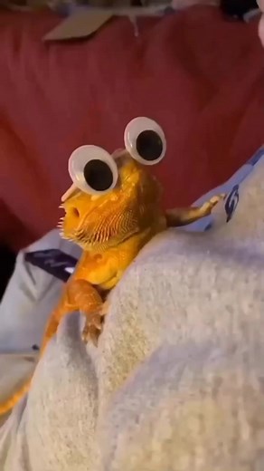 18K views · 386 reactions | Bearded Dragon Life on Reels | Facebook
