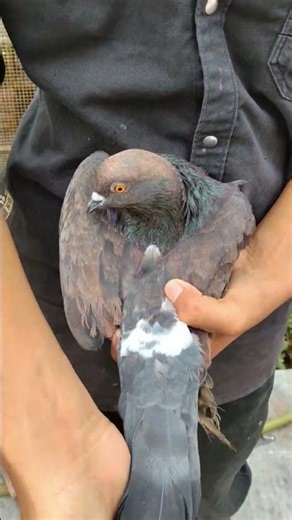 top gred #pigeon #vilogpigeon #kabutar #pigeonlaver #kabootar #shorts #ytshorts