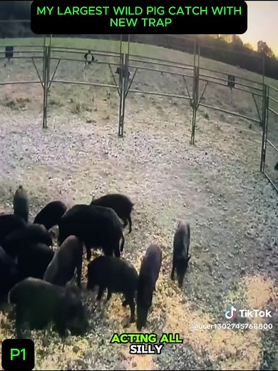 #WildBoars #WildHogs #TexasWildlife #InvasiveSpecies #WildlifeManagement #Hunting #Trapping