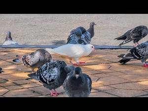 Amazing Pigeon Eating Food Video 4K