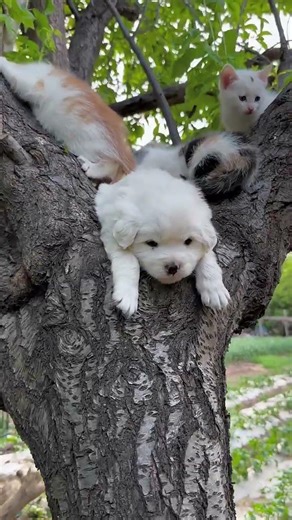 A dog is hanging in the tree #cutepets #dog