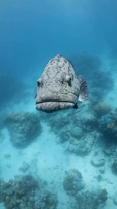 When you look good from every angle and you know it. Potato Cod bringing the confidence and positive vibes straight from Cod Hole on the Ribbon Reefs - part of the Great Barrier Reef World Heritage Area. 🎥 Master Reef Guide Pablo Cogollos with Mike Ball Dive Expeditions | Master Reef Guides