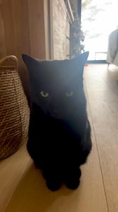 21K views · 629 reactions | The weather frigid as it is in Halifornia, our pussies are warm indoors and sitting out the threatened storm. Wherever you are - stay safe. The prospects look pretty dire. The ice man (or lady) cometh. Apparently… We're hunkered down cooking for a twelve strong dinner soiree, so we ain't going anywhere... P dot S - cheers to Lodge Construction for snow clearance ahead of our arrival... | Colin and Justin | Facebook