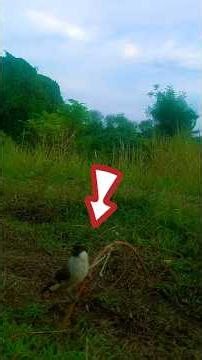 birds bulbul🐦‼️#birds #birdsounds #birdssinging #shorts