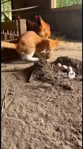 Weasel Jumps Out—Cat Attacks Instantly!