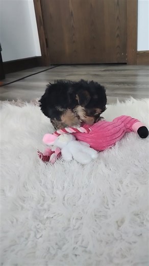 Yorkiechon puppy for sale