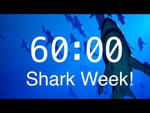 60 Minute Countdown Timer with Alarm | Relaxing Music | Shark Timer