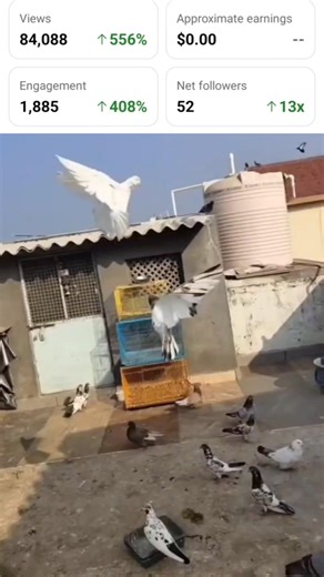 palti mar kabutar ka video shots 🕊️🥰 #pigeon #shots #bird #pigeonlaver #kabutar #gamepigeon #kabutar