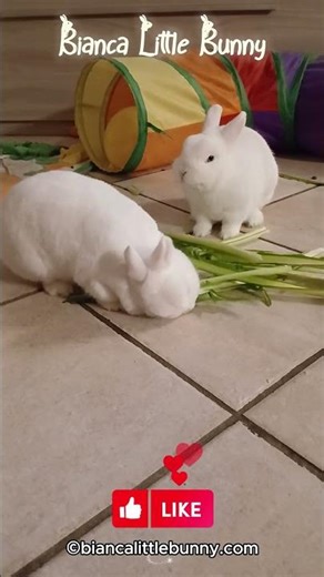 🐰🐰 Doppio CRUNCH! Bianca e Neve Distruggono la Catalogna 🥬 ASMR