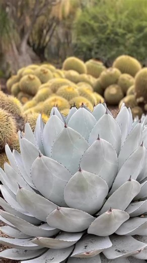 Starting a space from scratch, which agave do you pencil in first? We present artichoke agave as a strong contender for that honor. An architectural, respect-commanding, statement-making, easy-to-grow beast.#altmanplants #livingtreasures #agave #agaveparryitruncata #artichokeagave #firewiseplants | Altman Plants
