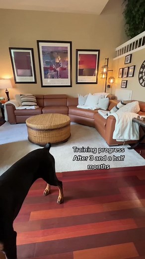 Doberman Pinscher Training Progress: From House to Outside