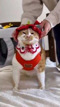 Try Not To Laugh! Best Funny Animals 😂🐶🐱 #shorts #funnyanimals #cute #viral