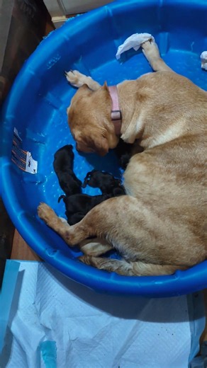 😮😍 NEW PUPPIES SO CUTE 🥰