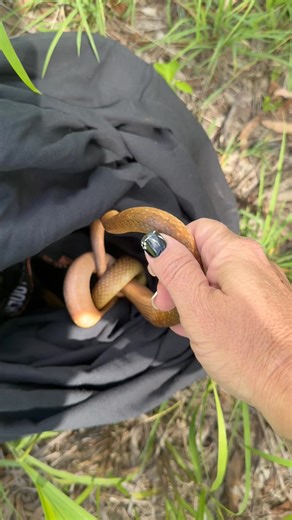 Sleepyhead Brown tree snake, (boiga irregularis) a rear fanged mildly venomous colubrid, removed from the Yeppoon Waste Facility cupboard, the workers there were concerned about what he was and I was called down to relocate him. #browntreesnake #Queensland #snakecatcher #snake | Sue’s Reptile Rescue and Relocations CQ