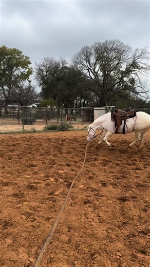 Cremello Horse Trainer Insights and Keeper Tips
