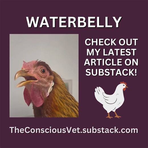 You asked for more chicken articles, and you shall receive! Dive into my latest Substack article on Waterbelly in chickens, a crucial condition to understand for any poultry owner! https://open.substack.com/pub/theconsciousvet/p/understanding-waterbelly-in-chickens?r=4fizw&utm_campaign=post&utm_medium=web&showWelcomeOnShare=true #poultry #chickens #exoticvet #vetmed #waterbelly #petchicken | Dr. Melissa Magnuson, The Conscious Vet
