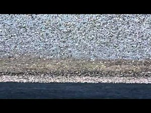 The Great Snow Geese Migration