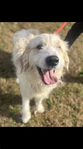 ✨ Meet Champ — A Big, Scruffy Love with Couch Dreams ✨ Champ is a 70-pound, cream-colored, wiry-haired dreamboat with soulful eyes, scruffy good looks, and the softest heart. Around 2–3 years old, he looks like a delightful mystery mix — maybe Great Pyrenees, maybe Irish Wolfhound, definitely 100% good boy. Champ takes his treats very seriously (respectfully, gently, and with full focus). Once he feels safe, he’ll place his paws in your lap, lean in for affection, and quietly ask for love. Outsi