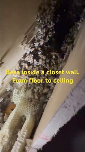 Bees inside a closet wall #bees #arizona #beeremoval #beeremovalphoenix