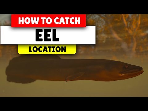 Assassin's Creed Valhalla How to find EEL | Best Locations