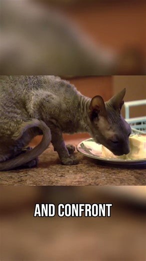 Bug Infestation Forces Family Cleanup Intervention