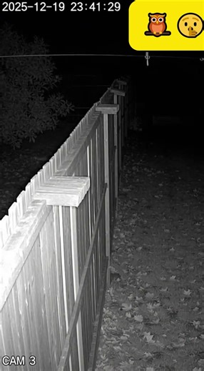 Unbelievable! Owl Attacks House Cat! 🦉🐈