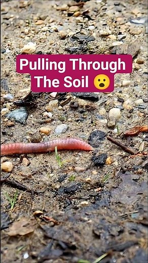Long Earthworm Pulls Through Forest Floor 🪱