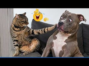 Impossible Not To Laugh 🤣 Funniest Cats & Dogs!