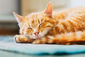 Why Do Cats Sleep so Much? The Science Behind the Snooze