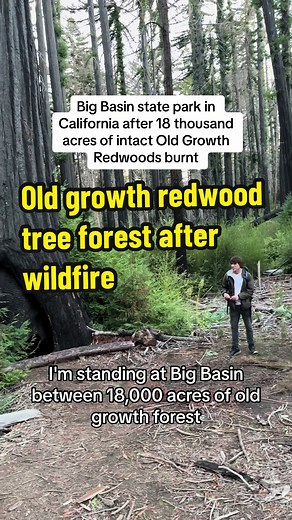 Preserving Old Growth Redwood Forests After Wildfires