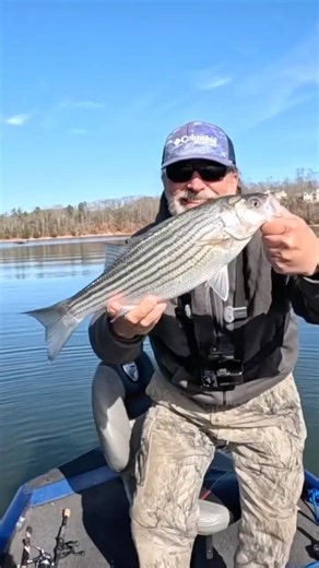 Striper Fishing At Lake Lanier#shorts #stripedbassfishing