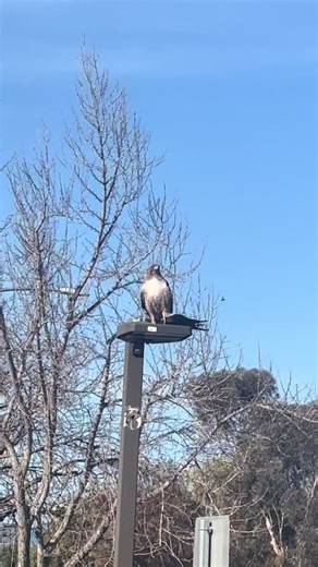 Hawk got a crow, woah | hawk